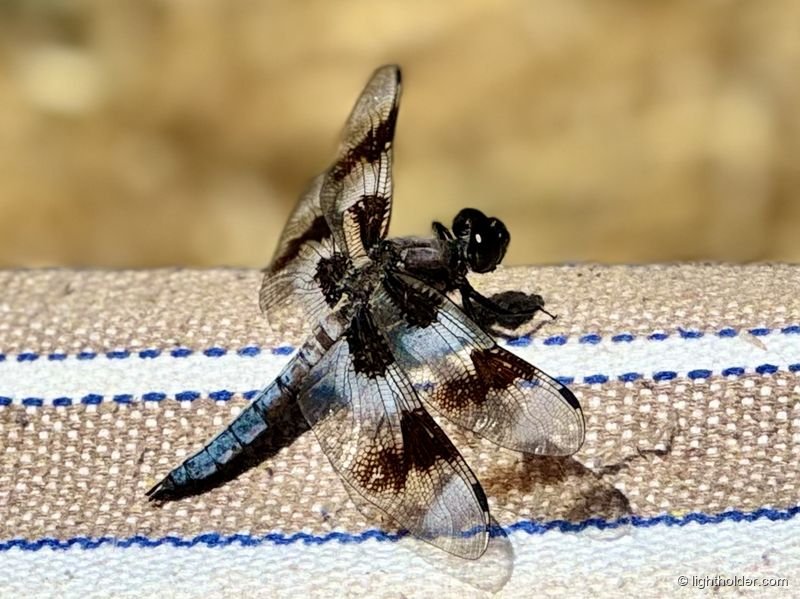 A dragonfly rests on a branch at the festival